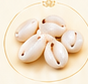 Cowrie Shell / Kodi