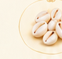 White Cowrie Shell
